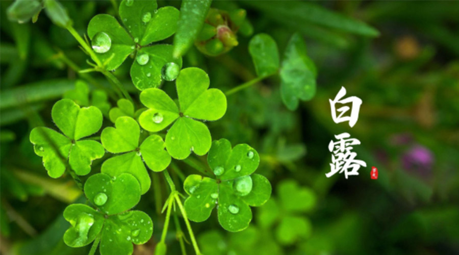 白露時(shí)節(jié)！ 金環(huán)電器提醒大家要注意這些事項(xiàng)